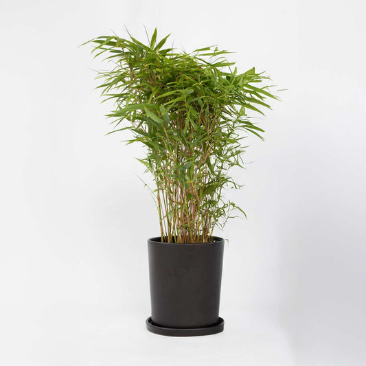 Florastore Glansbambu - Fargesia Nitida 'Gansu' - Höjd 50-70Cm - Kruka 17Cm