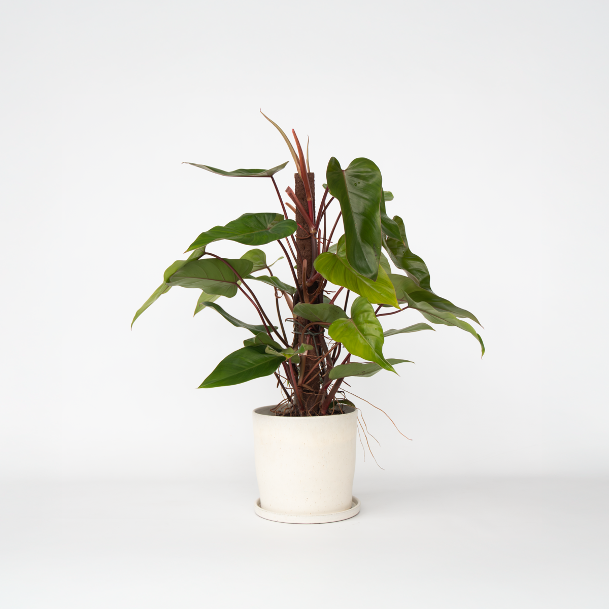 Florastore Grön Krukväxt - Philodendron 'Red Emerald' - Höjd 70-80 Cm - Kruka 19 Cm