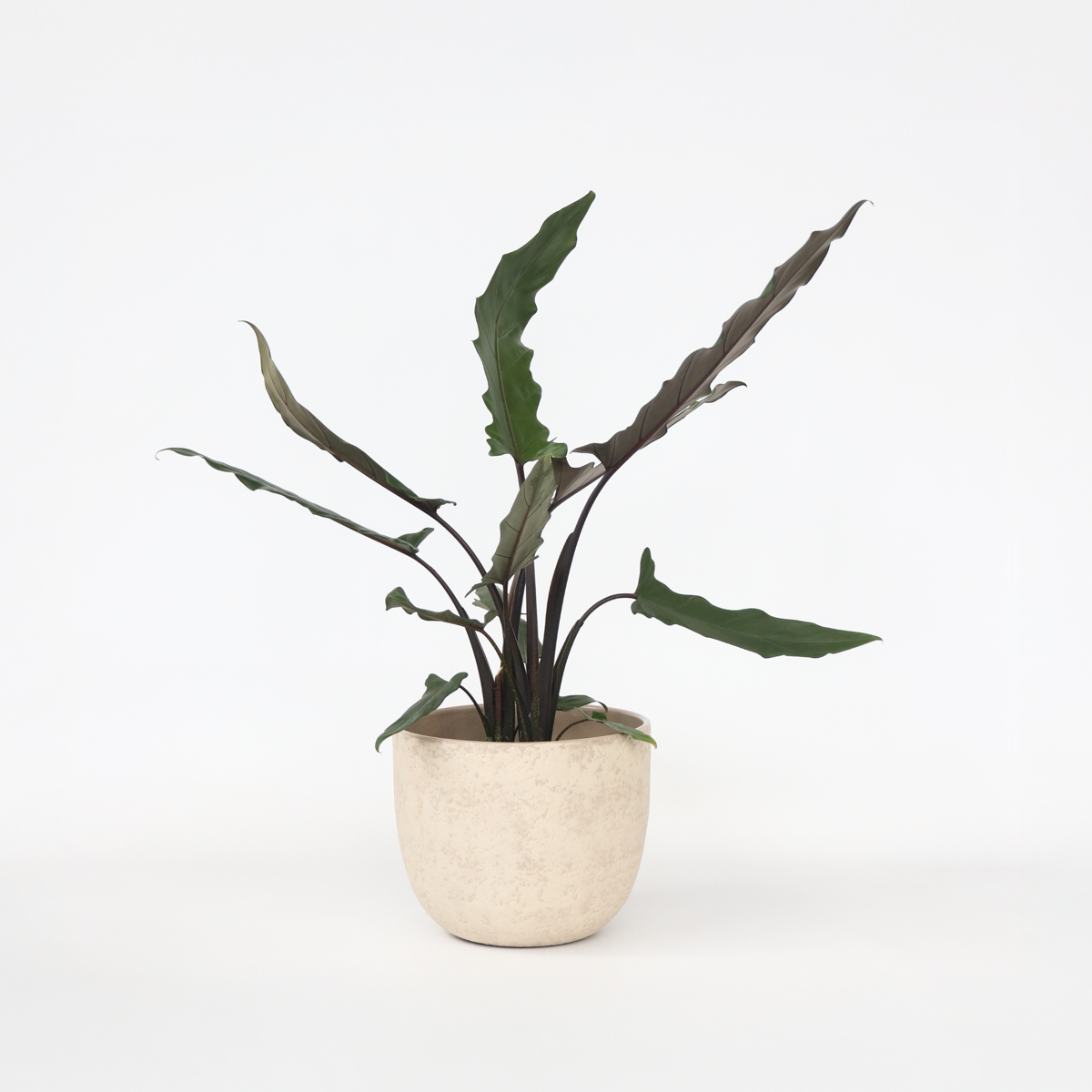 Florastore Elefantöra - Alocasia 'Lauterbachiana' - Höjd 80-90 Cm - ⌀19 Cm