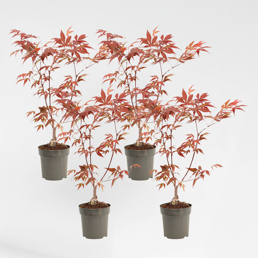 Florastore Japansk Lönn - 4 St - Acer Palmatum 'Atropurpureum' - Höjd 25-40Cm - Ø10,5Cm