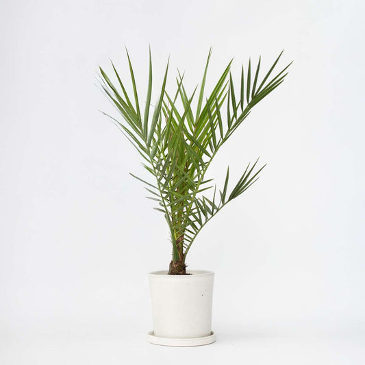 Florastore Kanariepalm - Phoenix Canariensis - Höjd 50-60Cm - ⌀15Cm