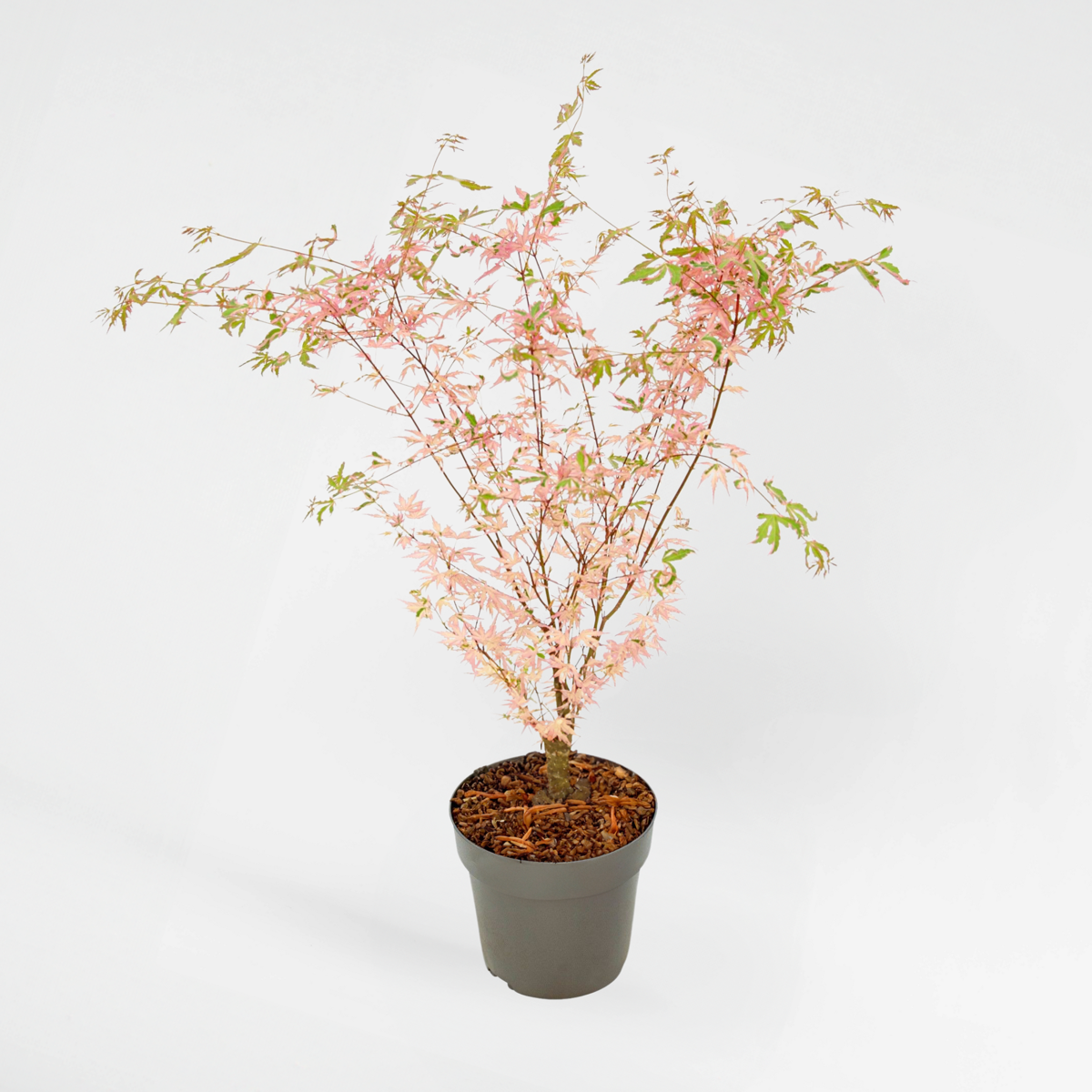 Florastore Japansk Lönn - Acer Palmatum Taylor - Höjd 35-55Cm - Pot 15Cm