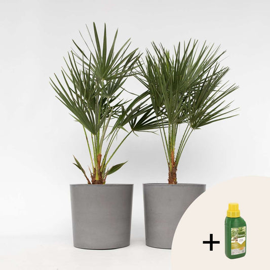 Florastore Europeiska Dvärgpalm - Set Om 2 - Chamaerops Humilis - Höjd 70-80Cm - ⌀21Cm