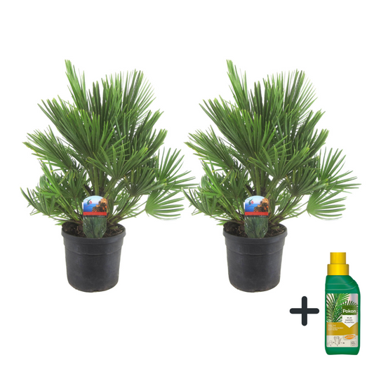 Florastore Europeiska Dvärgpalm - Chamaerops 'Vulcano' - Höjd 35-45Cm - ⌀19Cm