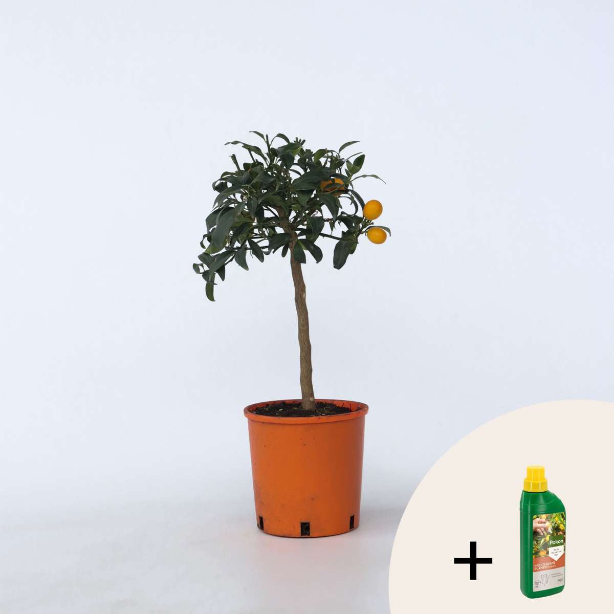 Other Garden Plants Citrusträd - Citrus Microcarpa Fortunella 'Kumquat' - Höjd 50-60Cm - ⌀19Cm