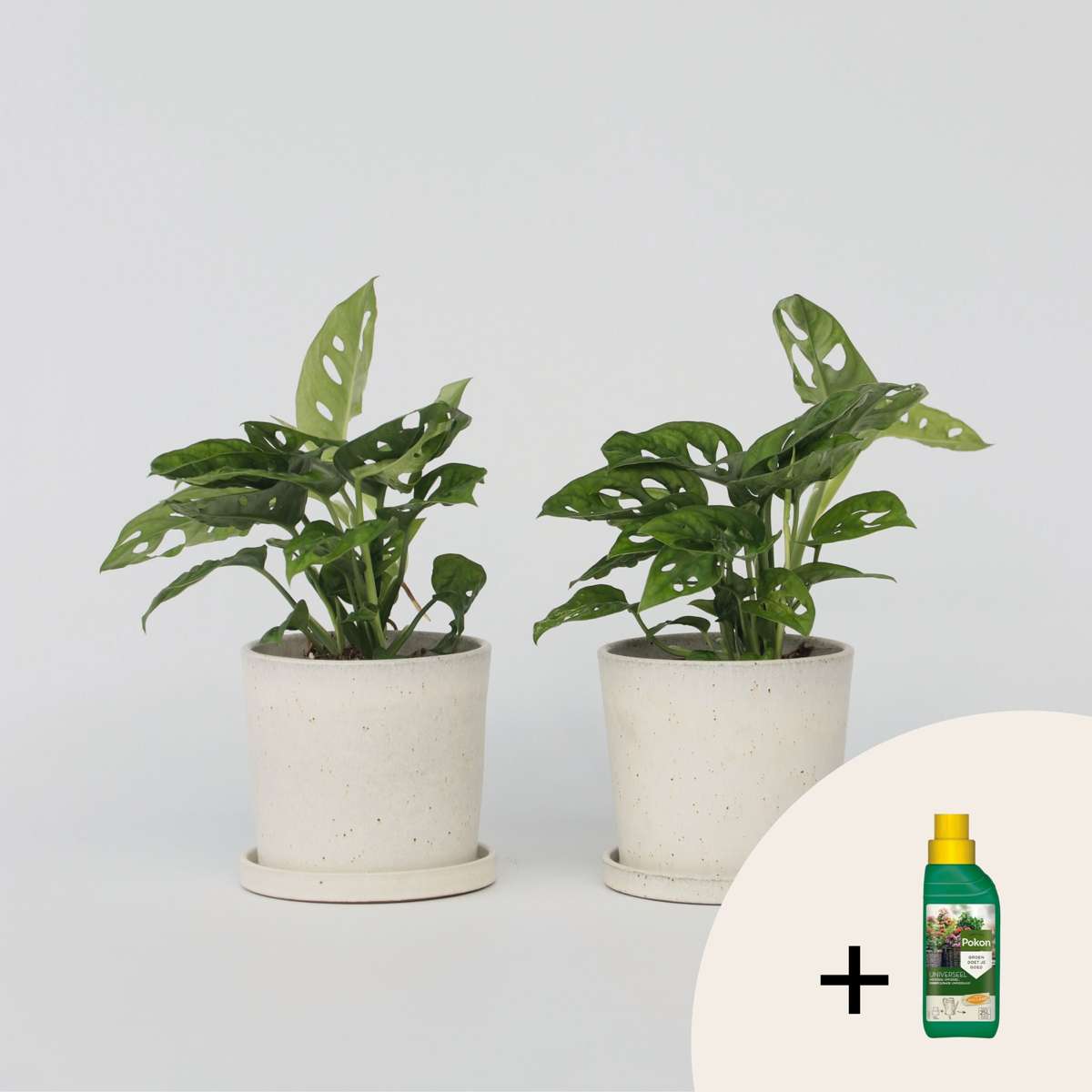 Florastore Hålväxt - Set Om 2 - Monstera 'Monkey Mask' - Höjd 25-30Cm - ⌀12Cm