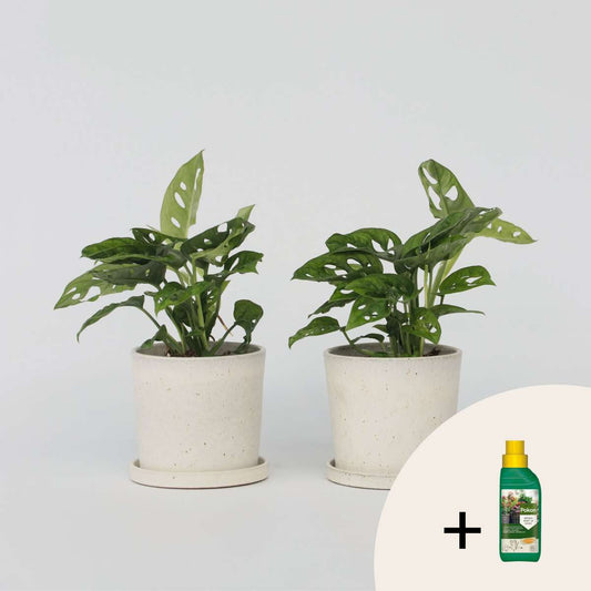 Florastore Hålväxt - Set Om 2 - Monstera 'Monkey Mask' - Höjd 25-30Cm - ⌀12Cm