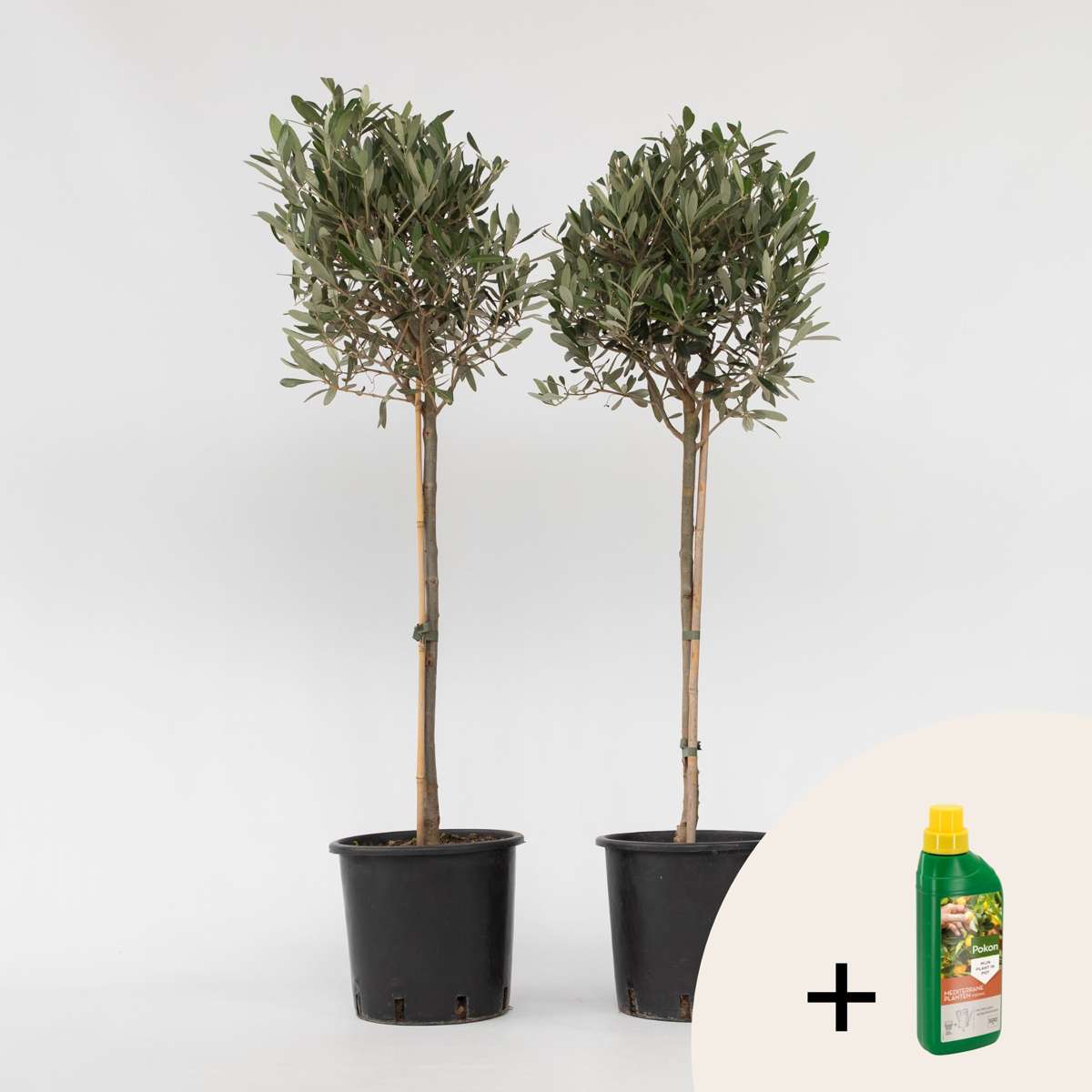 Florastore Olivträd - Set Om 2 - Olea Europaea - Höjd 90-100Cm - ⌀21Cm