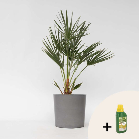 Florastore Europeiska Dvärgpalm - Chamaerops Humilis - Höjd 70-80Cm - ⌀21Cm