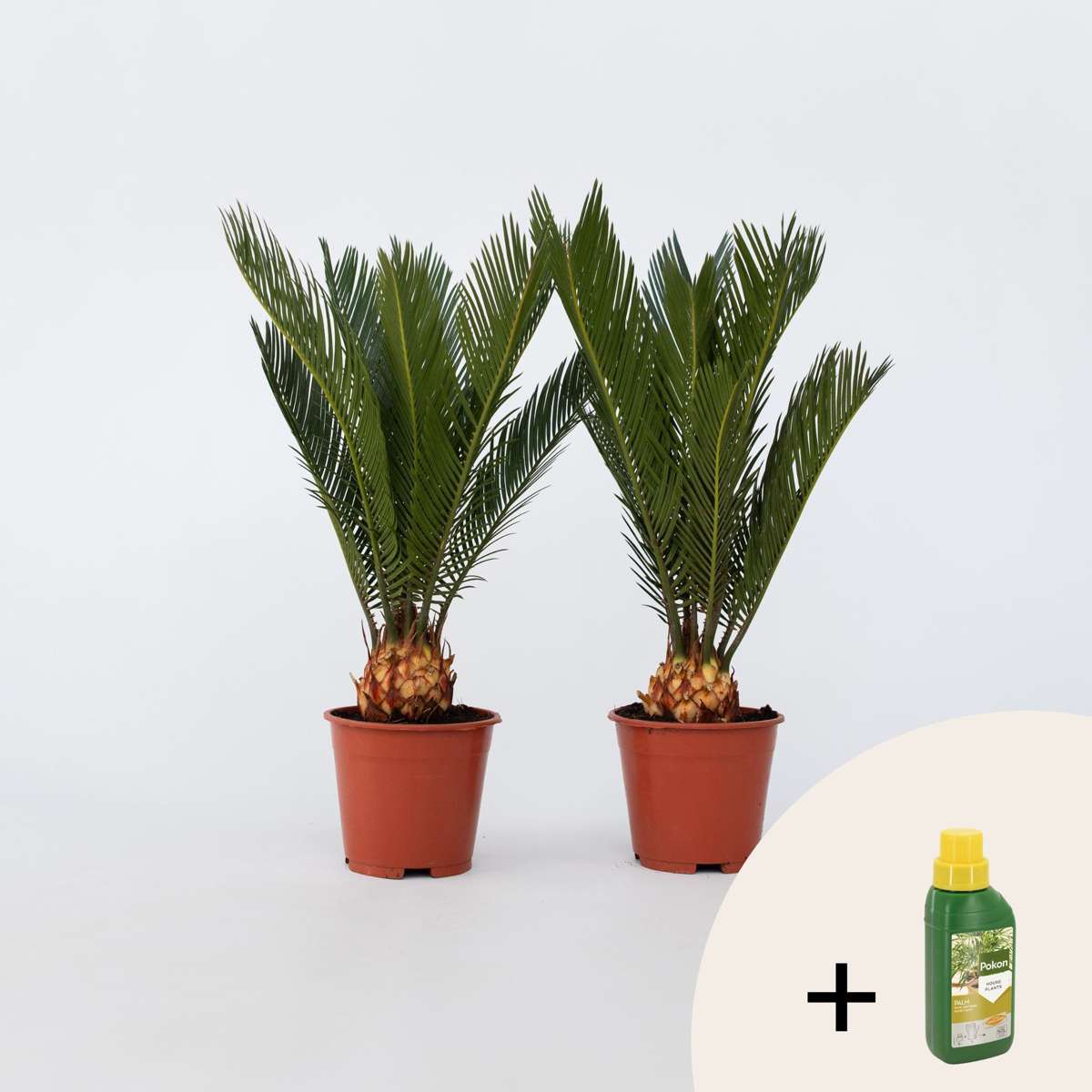 Florastore Sago Palm - Set Om 2 - Cycas Revoluta - Höjd 45-60Cm - ⌀15Cm