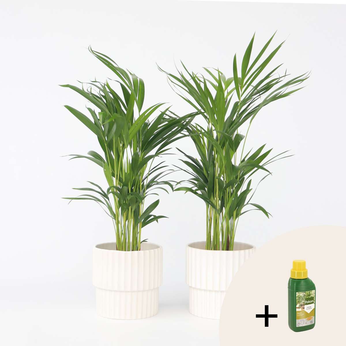 Florastore Guldpalm - Set Om 2 - Dypsis Lutescens - Höjd 60-70Cm - ⌀17Cm