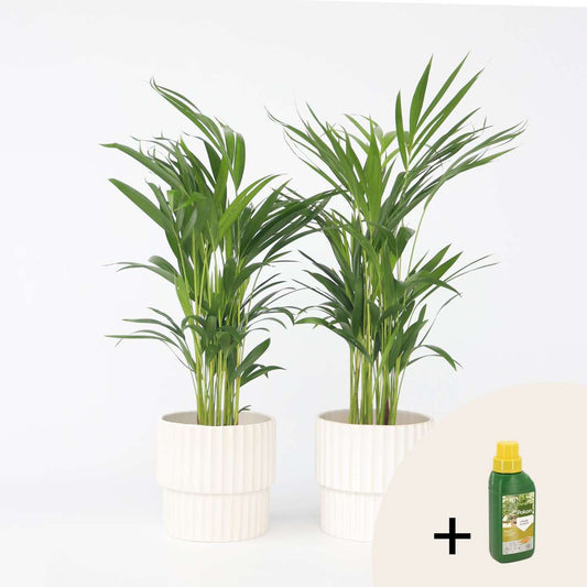 Florastore Guldpalm - Set Om 2 - Dypsis Lutescens - Höjd 60-70Cm - ⌀17Cm