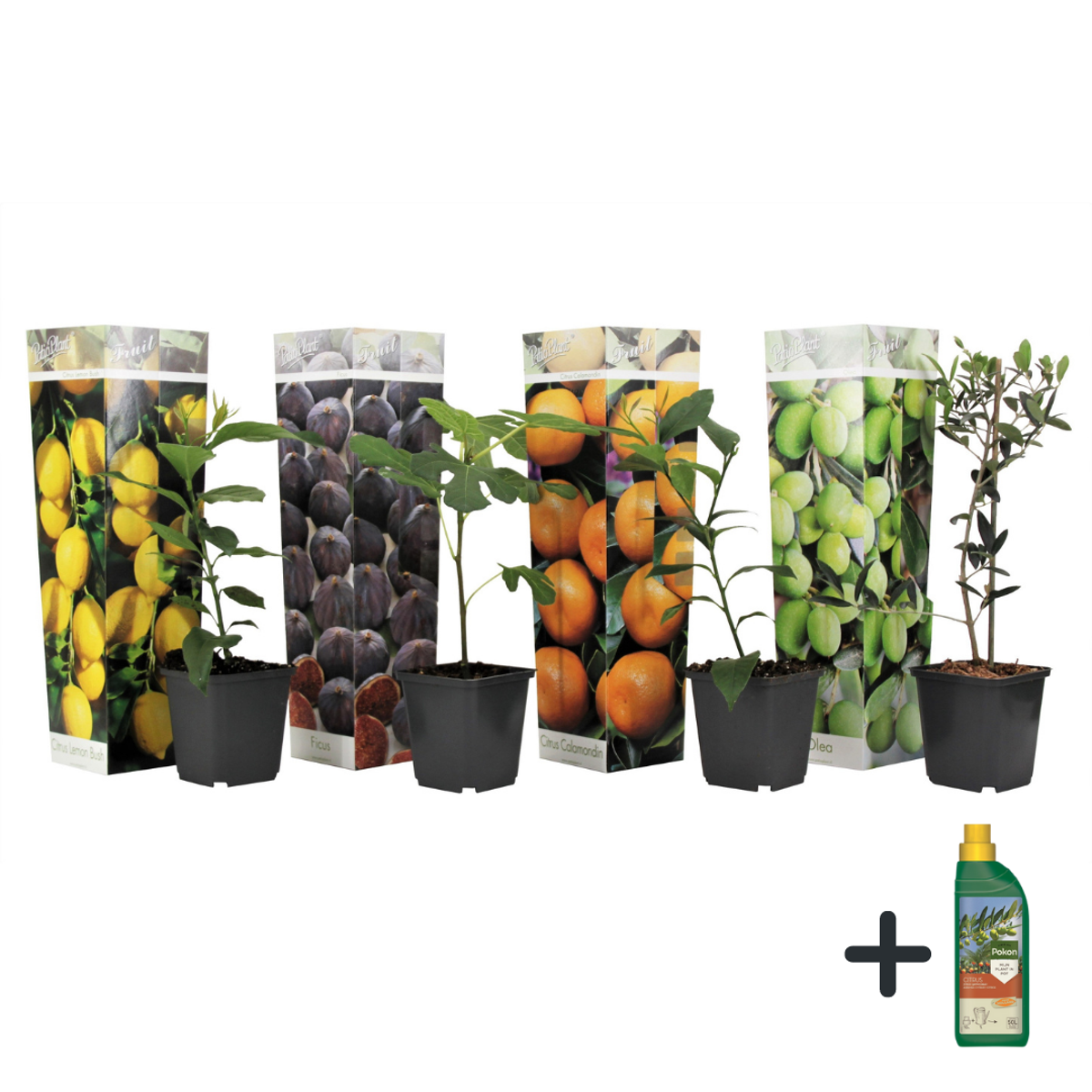 Florastore Medelhavsväxtblandning - Set Om 4 - Medi Mix - Pokon - Höjd 25-40Cm - ⌀9Cm