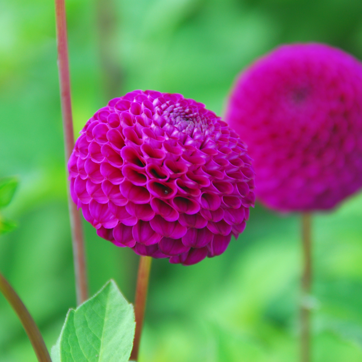Dahlialökar - Sæt Om 4 - Dahlia 'Bouqet Sunshine' - Blomlökar