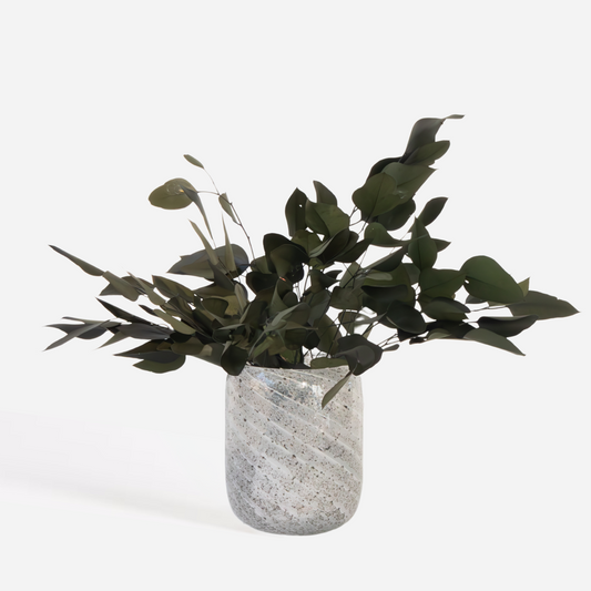 Florastore Eukalyptus Stuartiana - Torkad Eukalyptus - Höjd 40-50 Cm