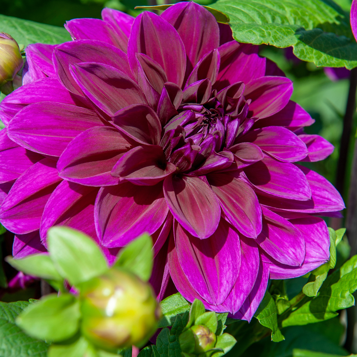 Dahlialökar - Sæt Om 4 - Dahlia 'Bouqet Sunrise' - Blomlökar