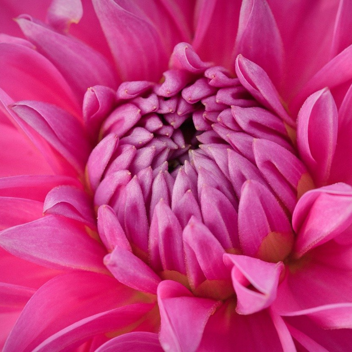 Dahlialökar - Sæt Om 3 - Dahlia 'Café Au Lait Rosé' - Blomlökar