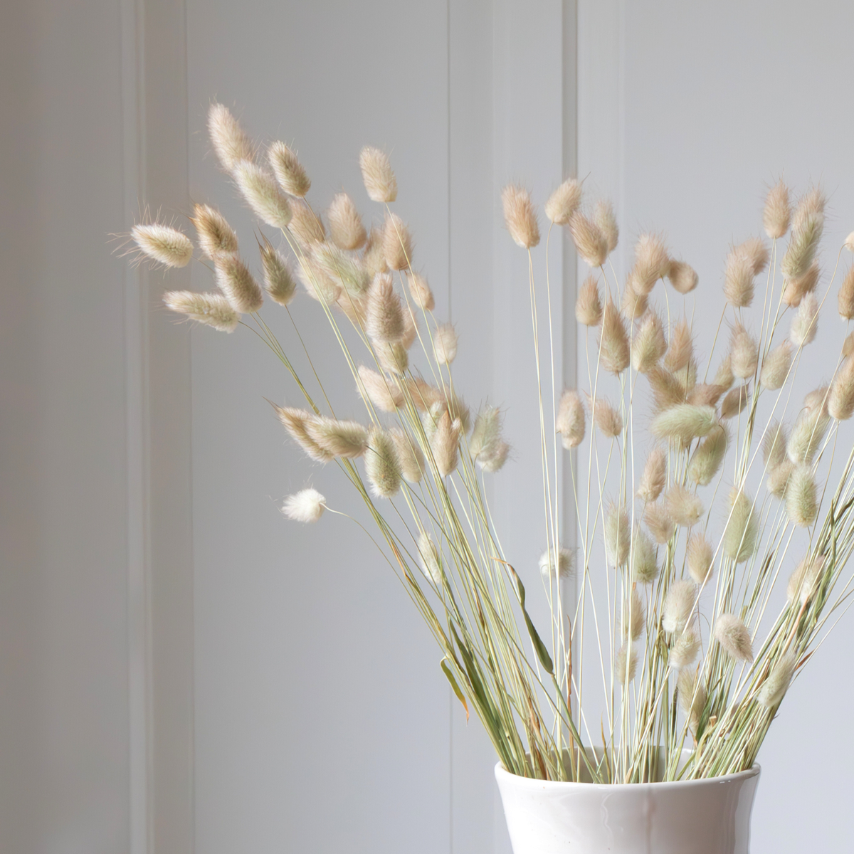 Dried Flowers Torkade Blommor - Bukett 'Lagurus Bunny Ears' - Torrblommor