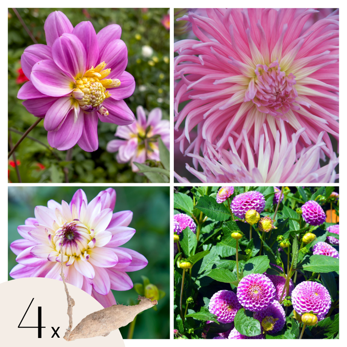 Florastore Dahlialökar - Sæt Om 4 - Dahlia 'Pink Love' - Blomlökar