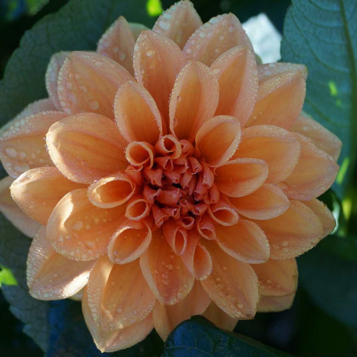 Dahlialökar - Sæt Om 3 - Dahlia 'Waterlily Mix' - Blomlökar