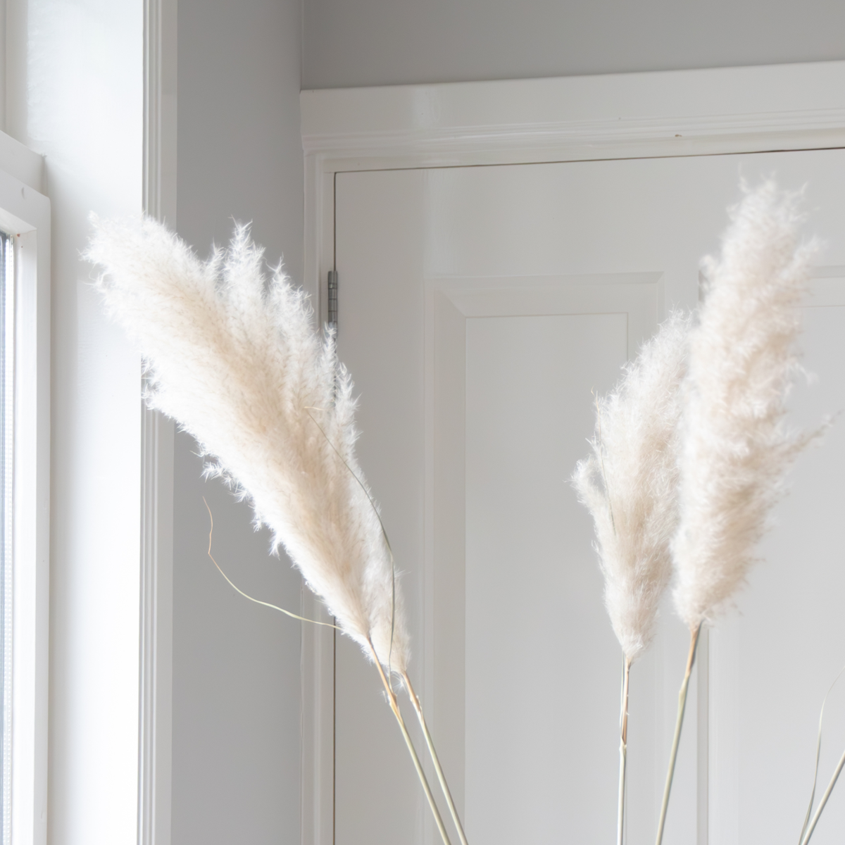 Dried Flowers Torkade Blommor - Sæt Om 5 - Dryflower 'Cortaderia Plum' - Torrblommor