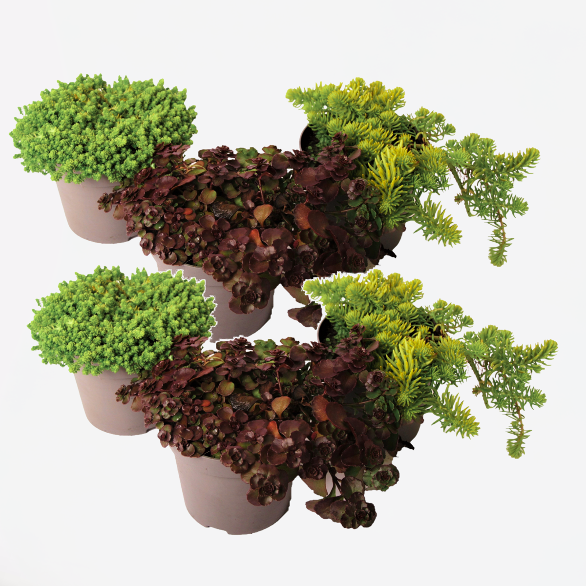 Florastore Sedumväxter - Set Om 6 - Sedum Reflexum - Höjd 10-15Cm - ⌀12Cm