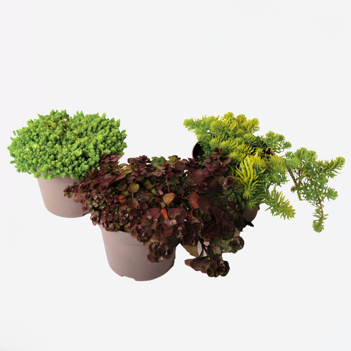 Florastore Sedumväxter - Set Om 3 - Sedum Reflexum - Höjd 10-15Cm - ⌀12Cm