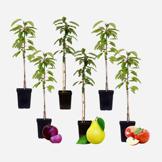 Florastore Fruktkolonner - Set Om 6 - Äpple, Päron - Höjd 60-70Cm - ⌀9Cm