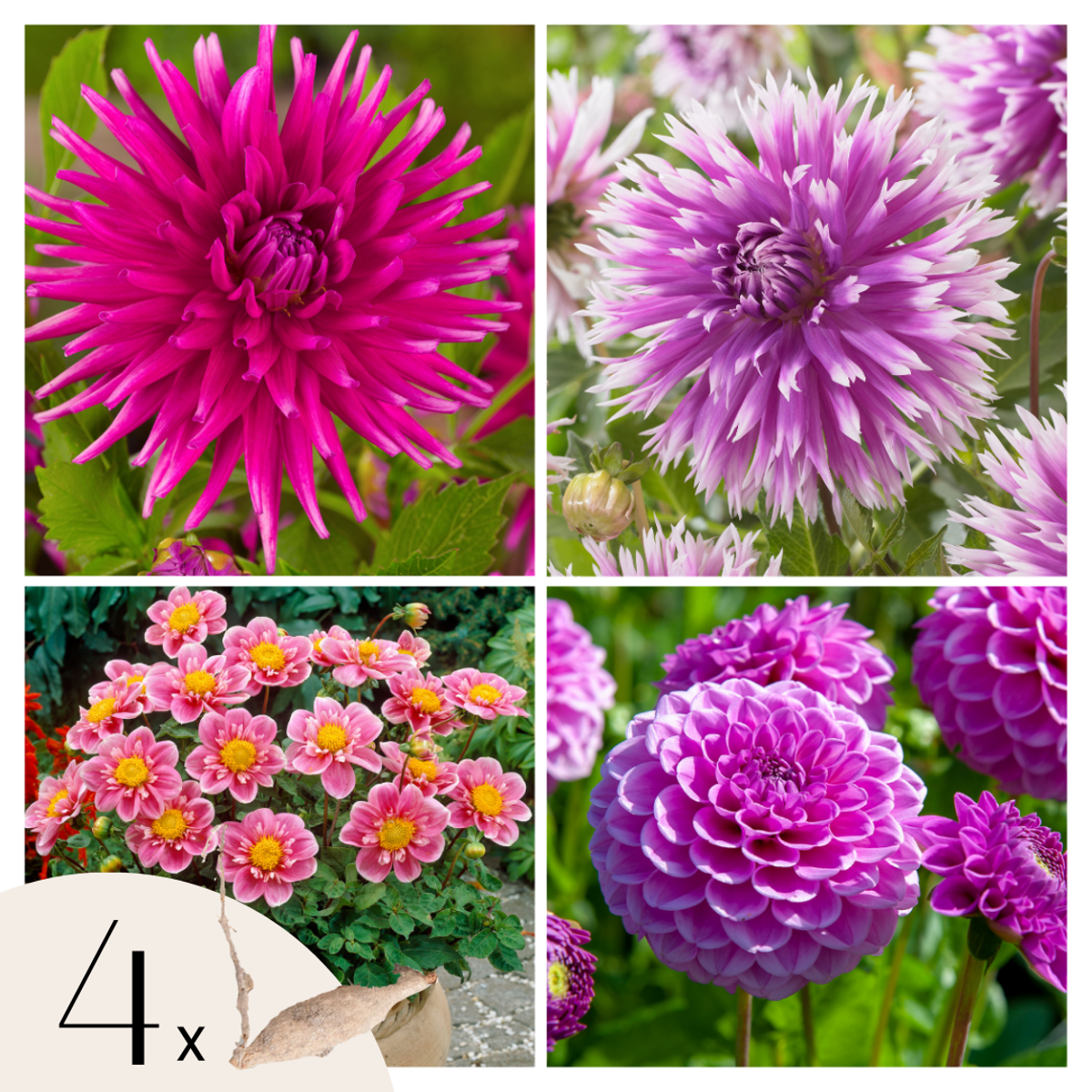 Florastore Dahlialökar - Sæt Om 4 - Dahlia 'Purple Love' - Blomlökar