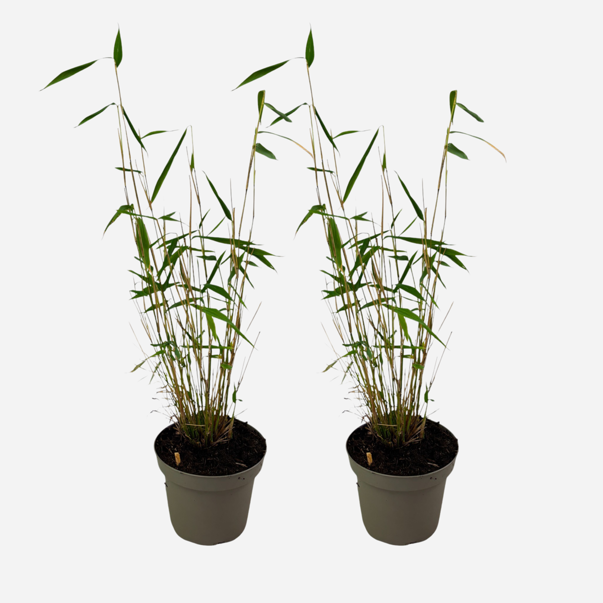 Florastore Blå Bambu - Set Om 2 - Fargesia Papyrifera 'Blue Dragon' - Höjd 30-40Cm - ⌀13Cm