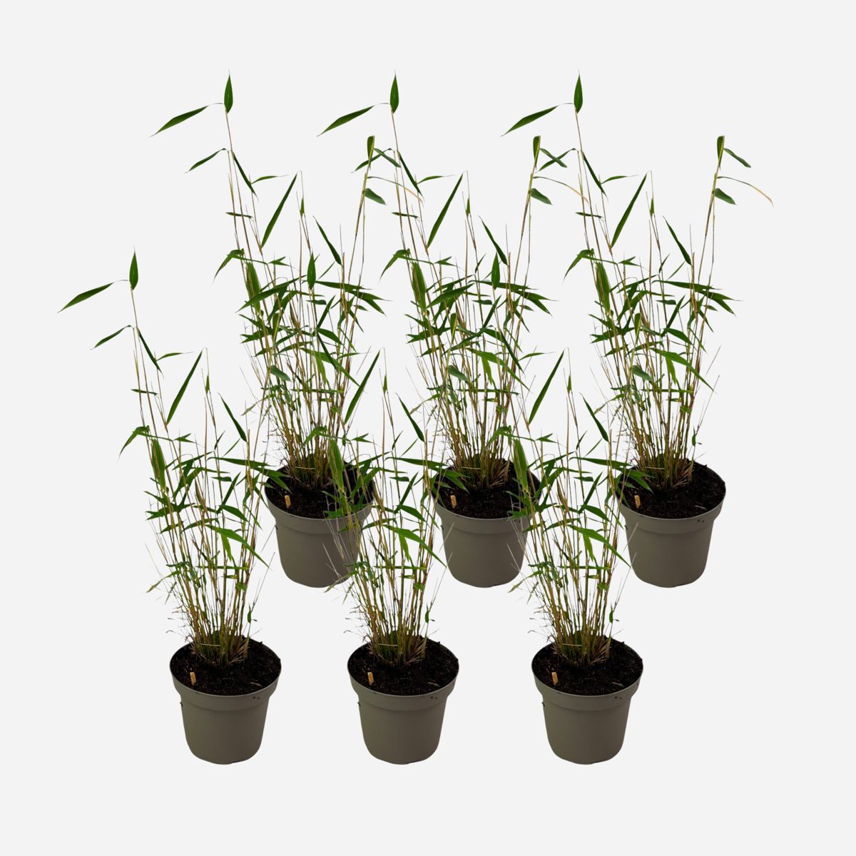 Florastore Blå Bambu - Set Om 6 - Fargesia Papyrifera 'Blue Dragon' - Höjd 30-40Cm - ⌀13Cm