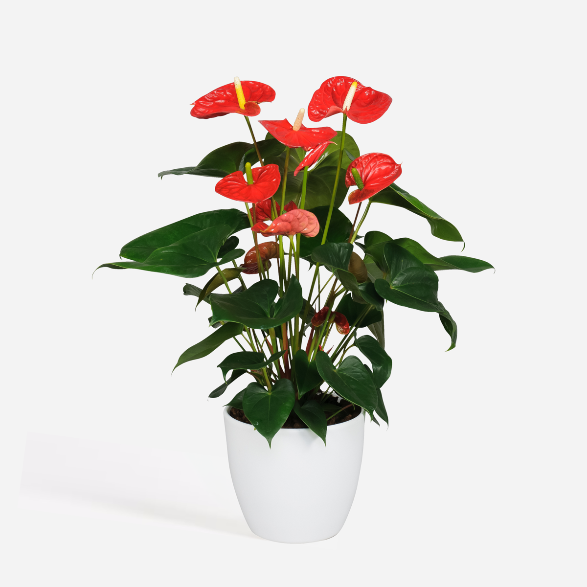 Florastore Rosenkalla - Anthurium 'Madural Red' - Höjd 55-70Cm - Ø17Cm
