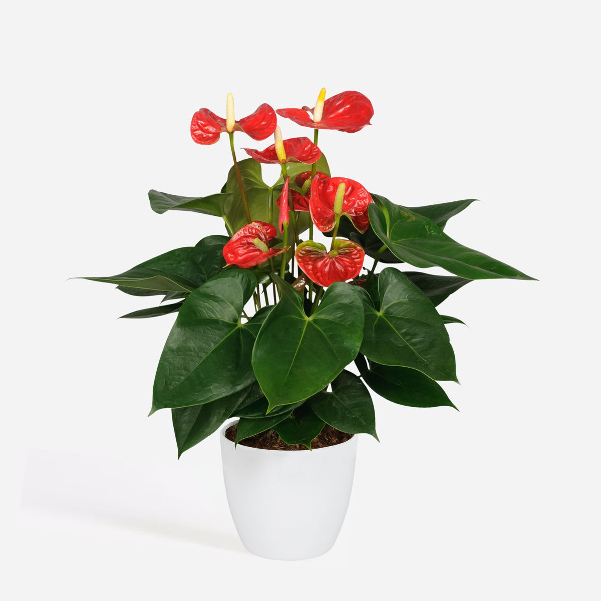 Florastore Rosenkalla - Anthurium 'Madural Red' - Höjd 40-45Cm - Ø14Cm