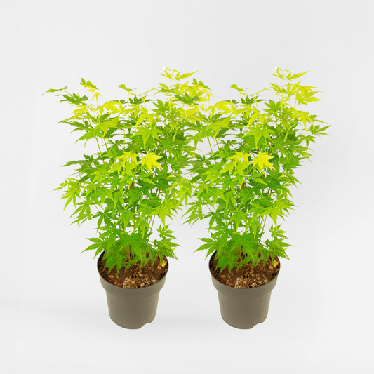 Florastore Japansk Lönn - Set Om 2 - Acer Palmatum 'Going Green' - Höjd 35-55Cm - ⌀15Cm