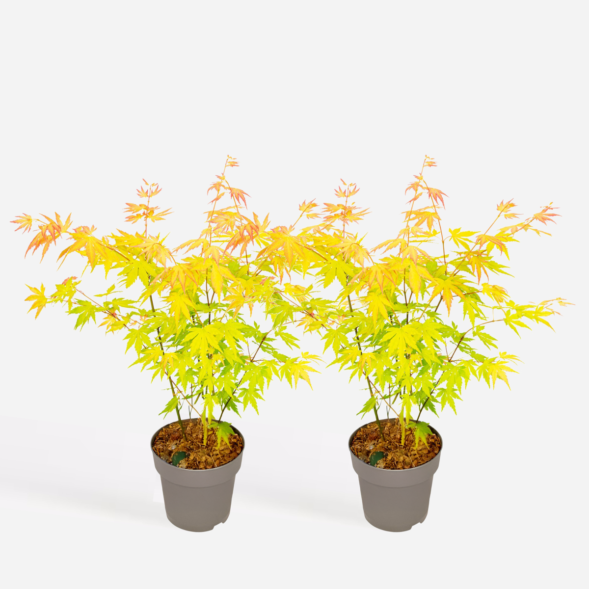 Florastore Japansk Lönn - Set Om 2 - Acer Palm. 'Orange Dream' - Höjd 35-55Cm - ⌀15Cm