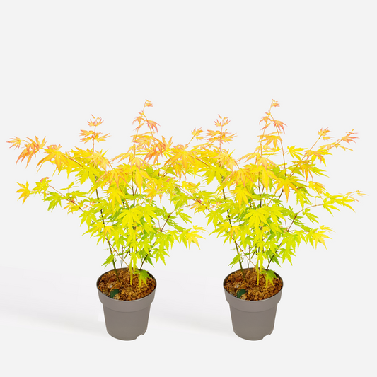 Florastore Japansk Lönn - Set Om 2 - Acer Palm. 'Orange Dream' - Höjd 35-55Cm - ⌀15Cm