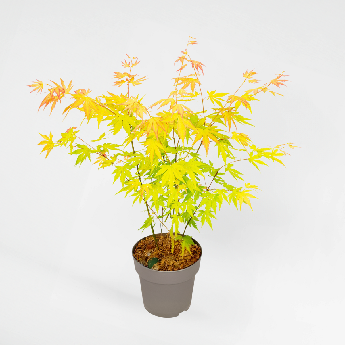 Florastore Japansk Lönn - Acer Palmatum 'Orange Dream' - Höjd 35-55Cm - ⌀15Cm