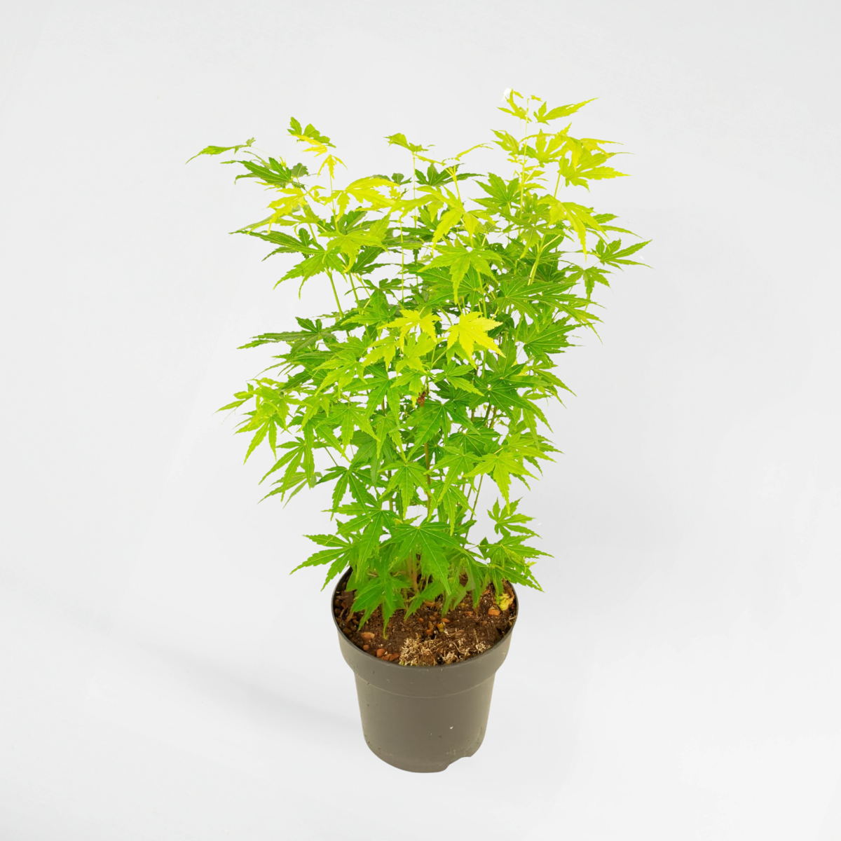 Florastore Japansk Lönn - Acer Palmatum 'Going Green' - Höjd 35-55Cm - ⌀15Cm