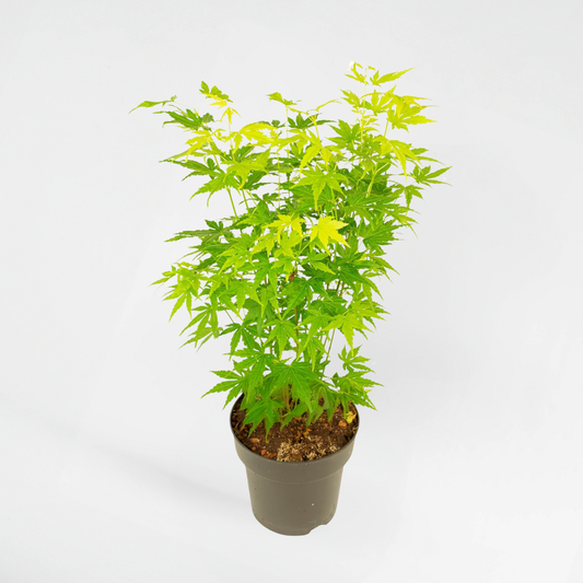 Florastore Japansk Lönn - Acer Palmatum 'Going Green' - Höjd 35-55Cm - ⌀15Cm