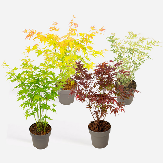 Florastore Japansk Lönn - Set Om 4 - Acer Palmatum 'Mix' - Höjd 35-55Cm - ⌀15Cm