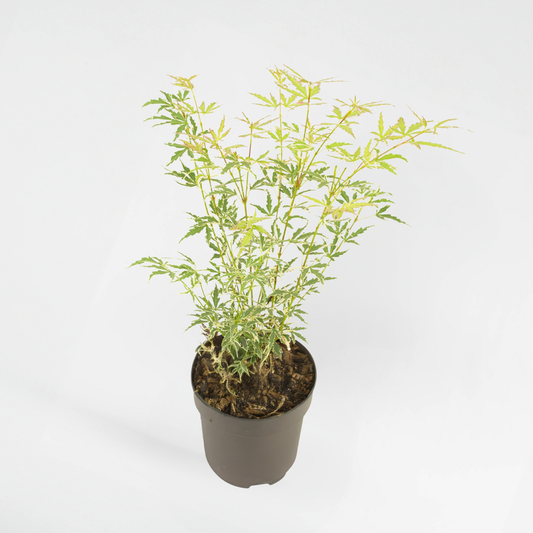 Florastore Japansk Lönn - Acer Palmatum 'Butterfly' - Höjd 35-55Cm - ⌀15Cm