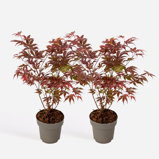 Florastore Japansk Lönn - Set Om 2 - Acer Palmatum Atropurpureum - Höjd 35-55Cm - ⌀15Cm