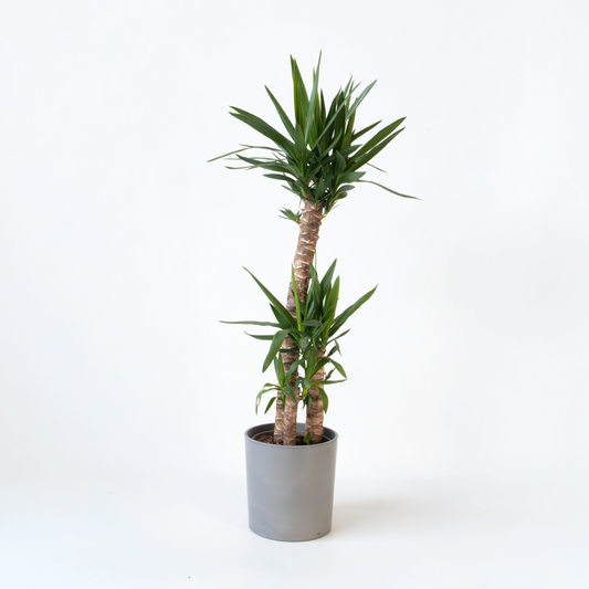 Florastore Jättepalmlilja - Yucca Elephantipes - Höjd 130-140Cm - ⌀24Cm