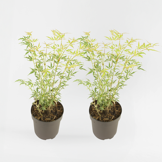 Florastore Japansk Lönn - Set Om 2 - Acer Palmatum 'Butterfly' - Höjd 35-55Cm - ⌀15Cm
