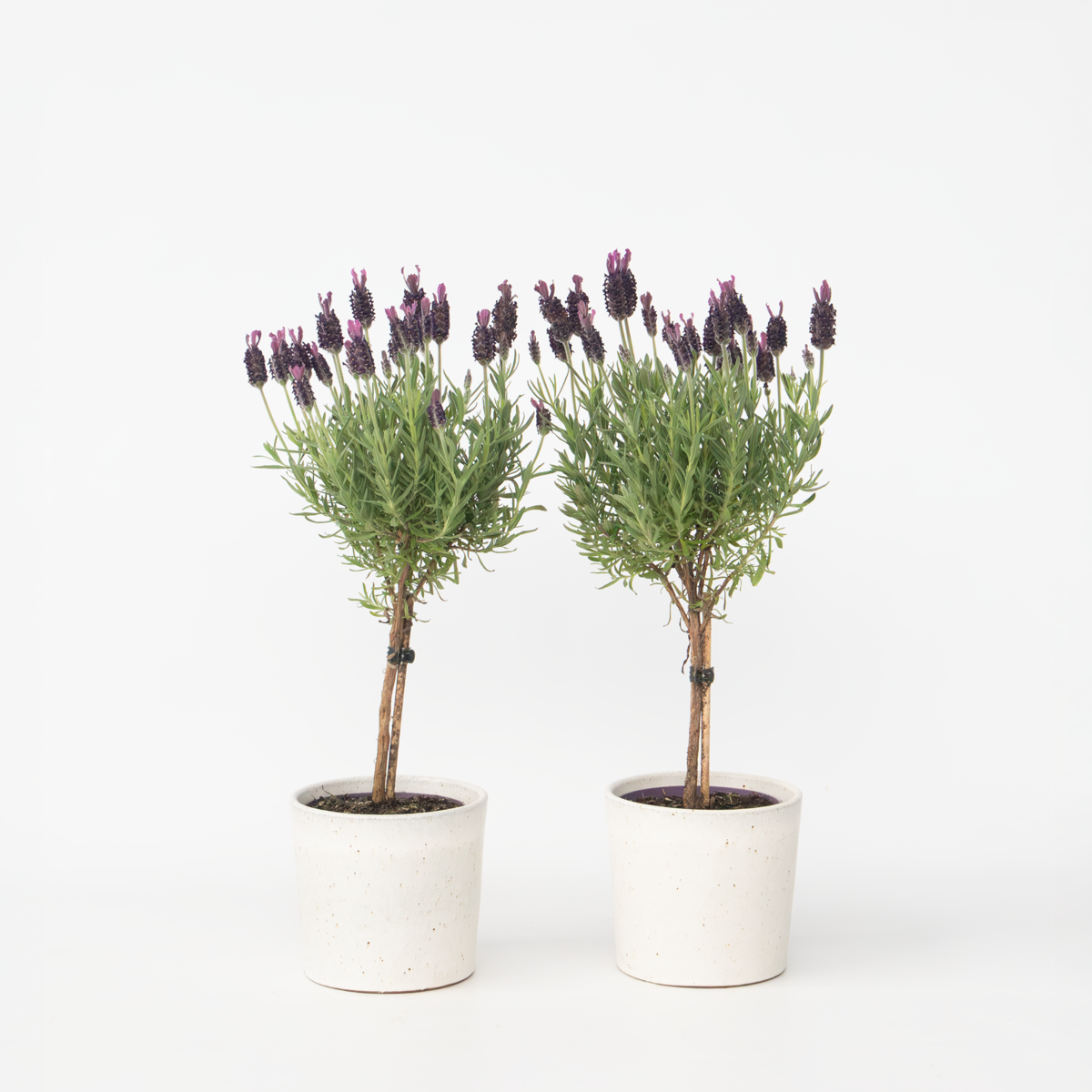 Florastore Lavendelträd - Set Om 2 - Lavandula Stoechas 'Anouk' - Höjd 30-40Cm - ⌀12Cm