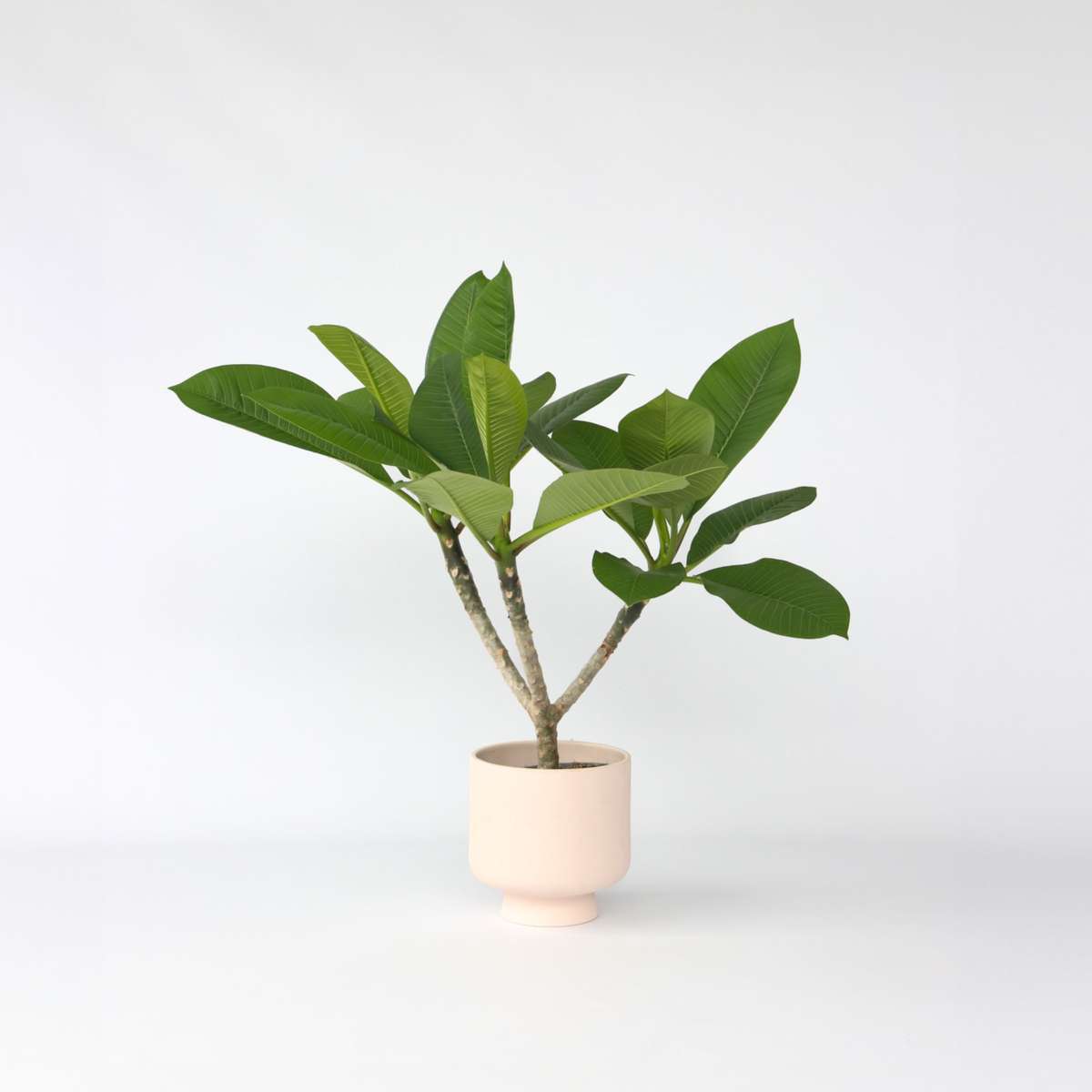 Florastore Hawaiiansk Frangipani - Plumeria Rubra - Höjd 45-55Cm - ⌀17Cm