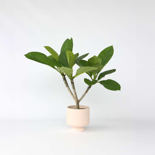 Florastore Hawaiiansk Frangipani - Plumeria Rubra - Höjd 45-55Cm - ⌀17Cm