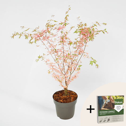 Florastore Japansk Lönn - Acer Palmatum 'Taylor' - Höjd 50-60Cm - ⌀19Cm