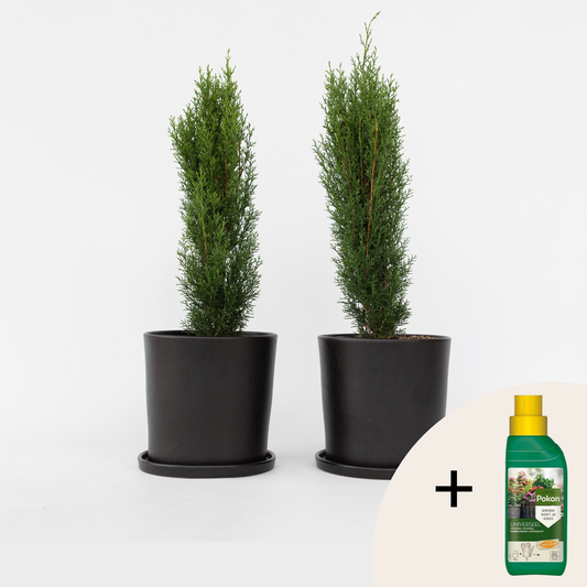 Florastore Italiensk Cypress - Set Om 2 - Cupressus Sempervirens - Höjd 60-80Cm - ⌀19Cm