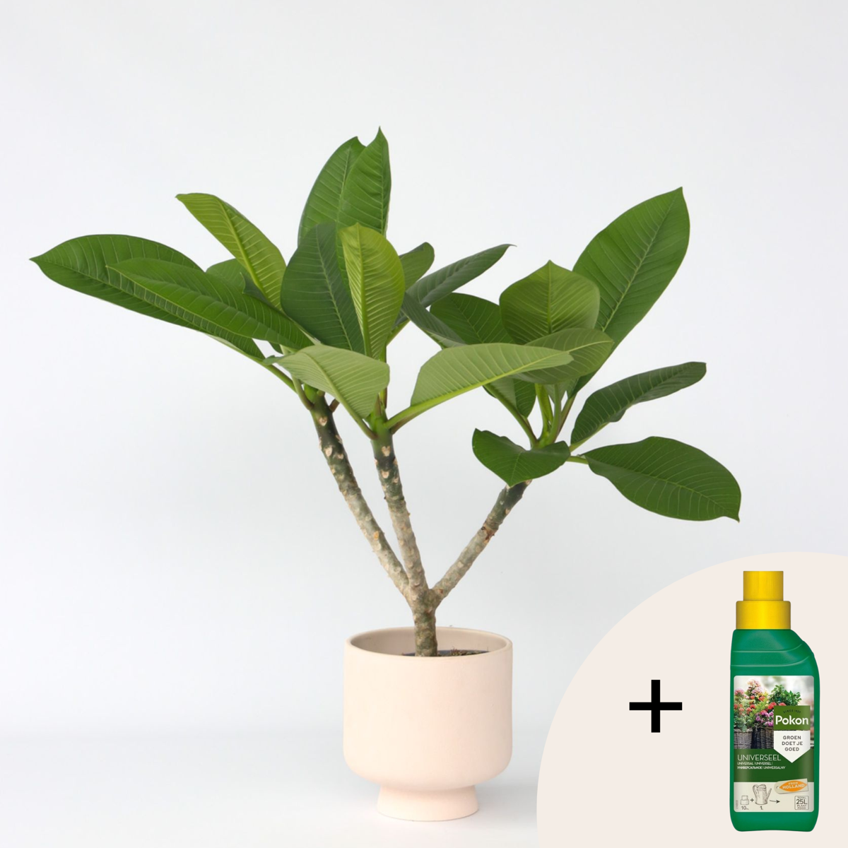 Florastore Hawaiiansk Frangipani + Växtmat - Plumeria Rubra - Höjd 45-55Cm - ⌀17Cm